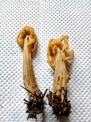 Helvella crispa