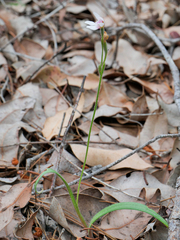 Caladenia nana