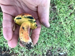Exsudoporus floridanus