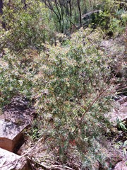 Leptospermum grandifolium