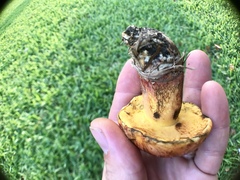 Exsudoporus floridanus