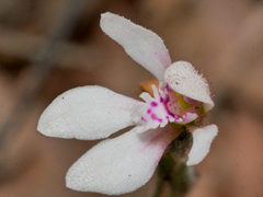 Caladenia nana