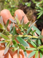 Leptospermum grandifolium