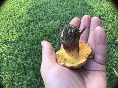 Exsudoporus floridanus