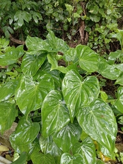 Alocasia cucullata