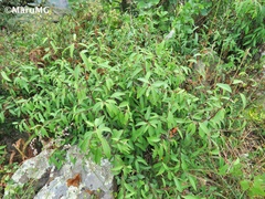 Litsea glaucescens