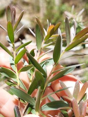 Leptospermum grandifolium