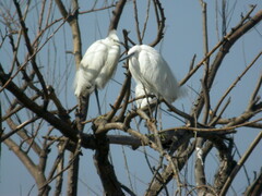 Egretta garzetta