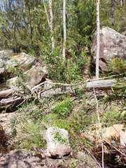 Leptospermum grandifolium