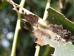 Eriococcus coriaceus