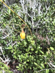 Chapmannia floridana