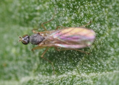 Empidoidea