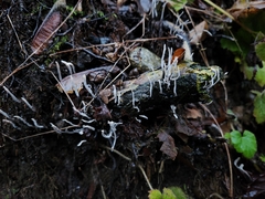Xylaria hypoxylon