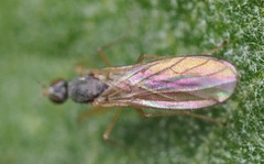 Empidoidea
