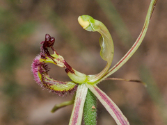 Caladenia barbarossa