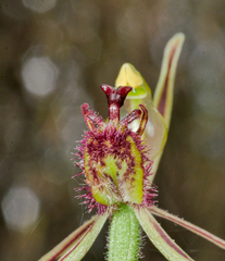 Caladenia barbarossa