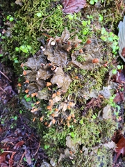 Peltigera membranacea