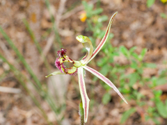 Caladenia barbarossa