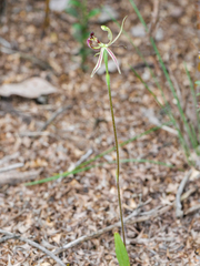 Caladenia barbarossa