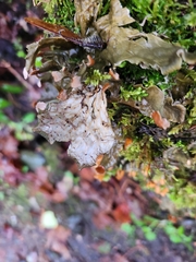 Peltigera membranacea