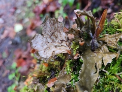 Peltigera membranacea