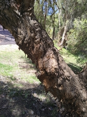 Melaleuca rhaphiophylla