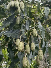 Flindersia brayleyana