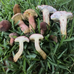 Boletus patrioticus