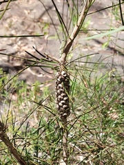 Melaleuca linearis