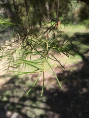 Melaleuca rhaphiophylla