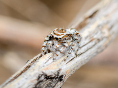 Pseudomogrus dalaensis