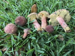 Boletus patrioticus