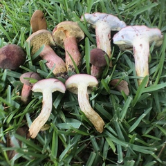 Boletus patrioticus