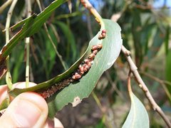 Eriococcus coriaceus
