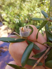 Leptospermum grandifolium