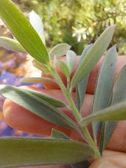 Leptospermum grandifolium