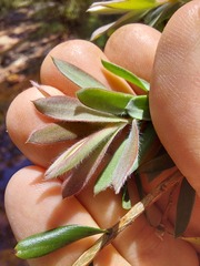 Leptospermum grandifolium