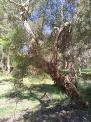 Melaleuca rhaphiophylla
