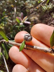 Leptospermum grandifolium