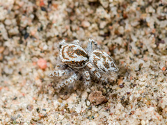 Pseudomogrus dalaensis