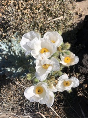 Argemone munita