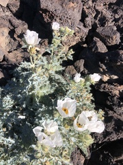 Argemone munita
