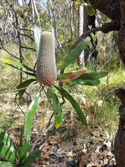 Banksia serrata