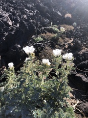 Argemone munita