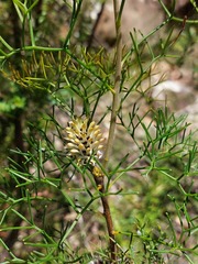 Petrophile sessilis
