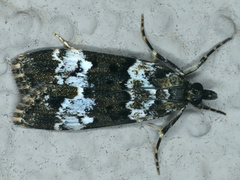 Eudonia protorthra