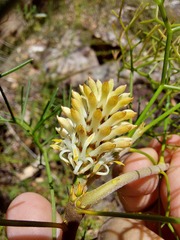 Petrophile sessilis