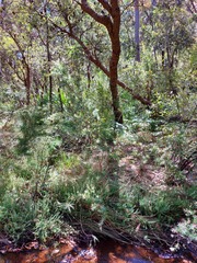 Leptospermum grandifolium