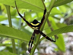 Argiope reinwardti