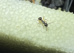 Polyrhachis femorata